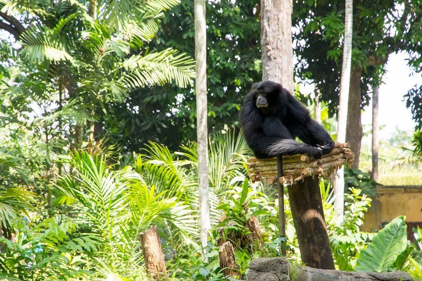 Bali Zoo.jpg