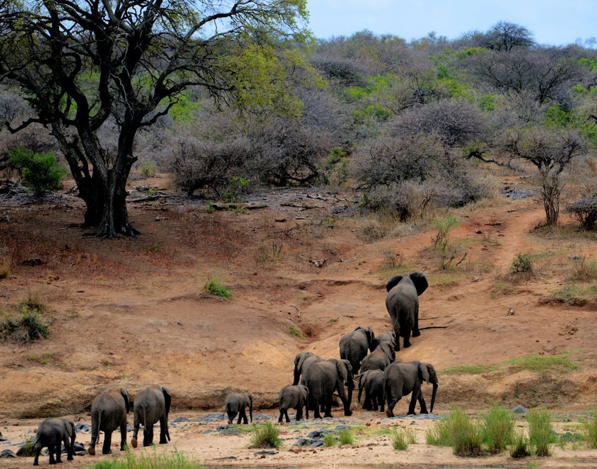 Elephant Jungle Sanctuary Park .jpeg