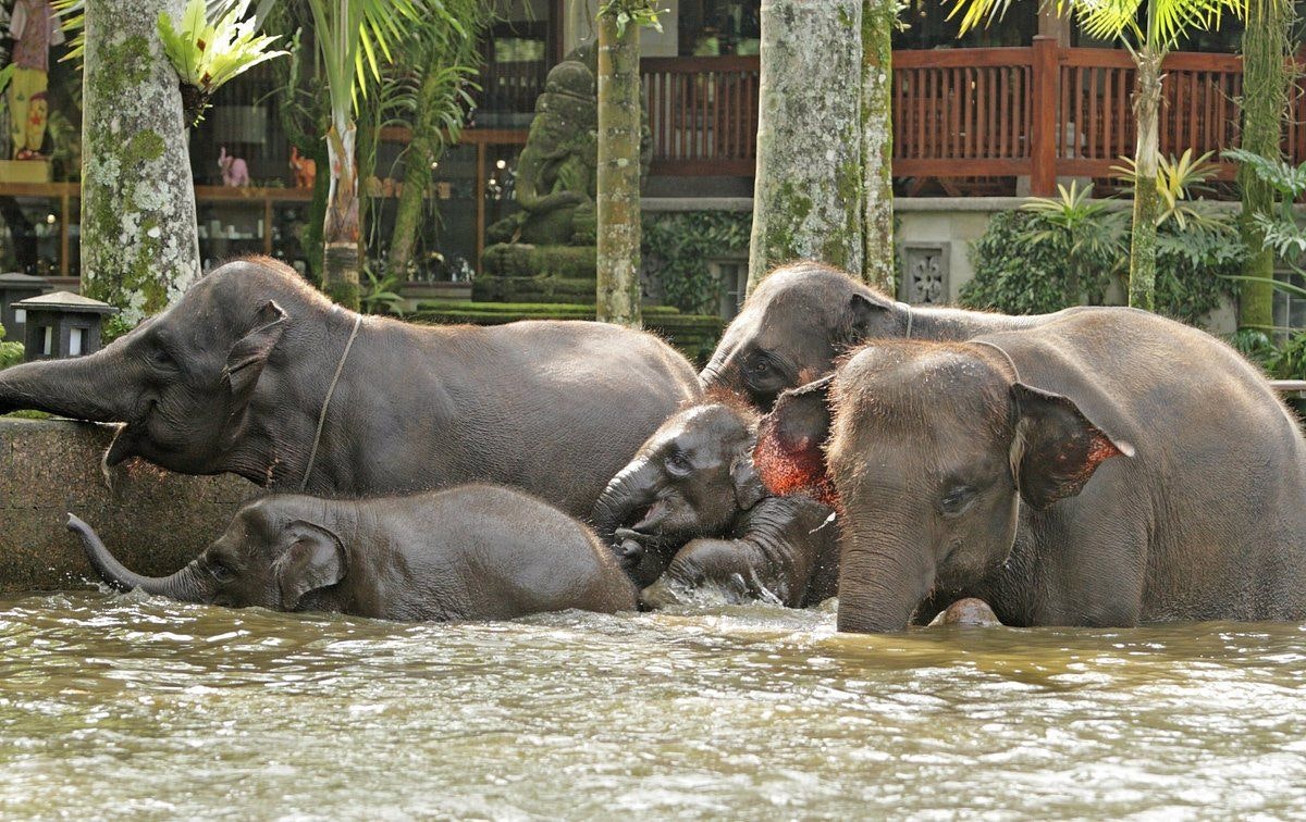 Elephant Safari Park .jpeg