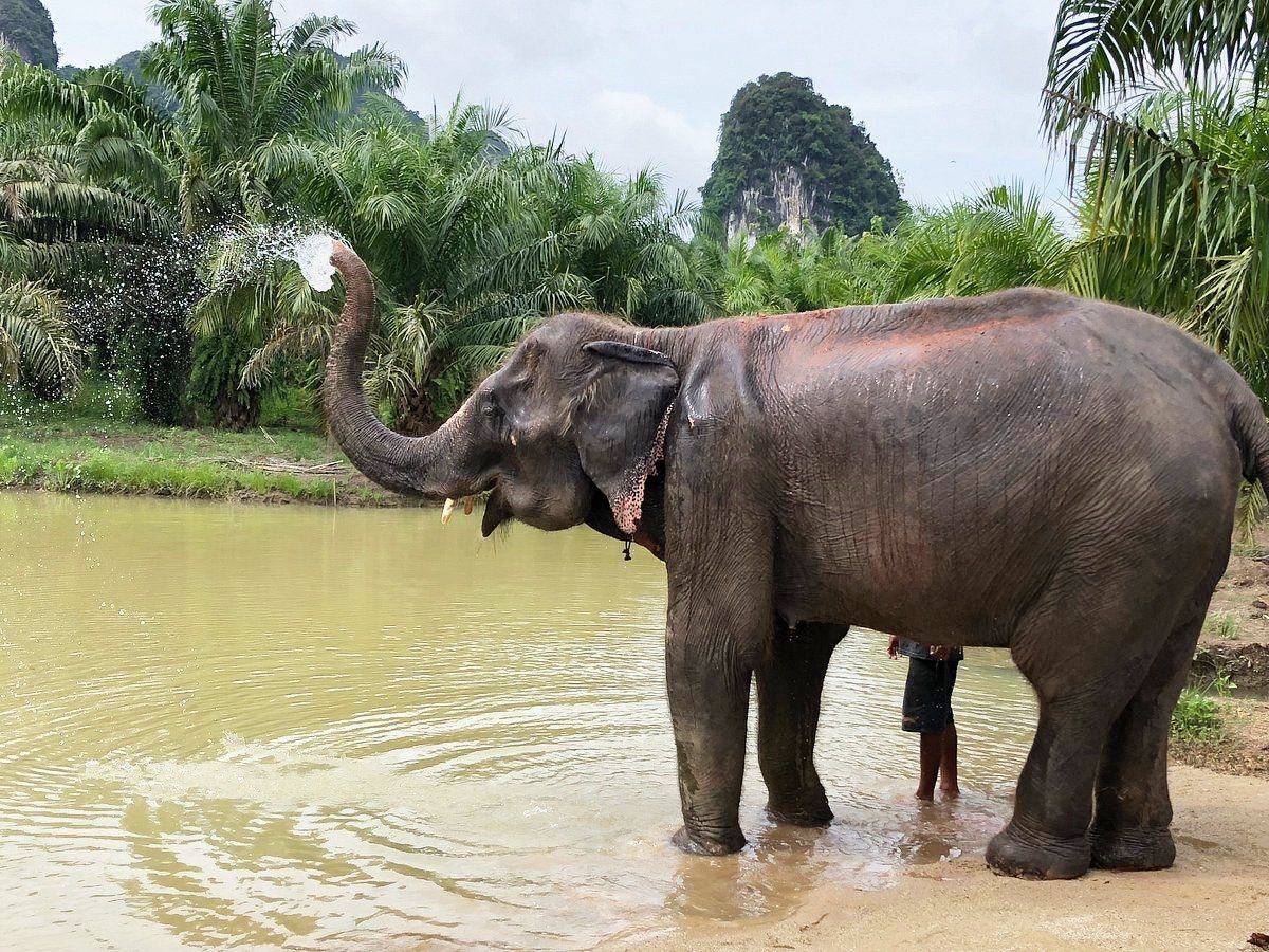 Elephant Sanctuary Krabi.jpeg