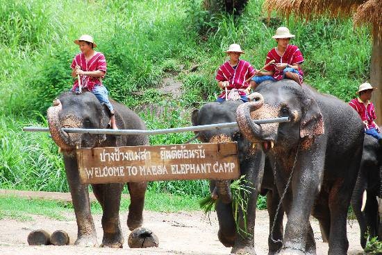 Mae Sa Elephant Camp.jpg