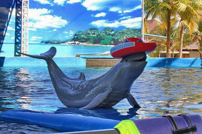 Pattaya Dolphin World.jpg