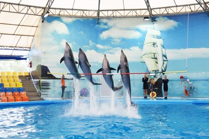 Phuket Dolphin Show.jpeg