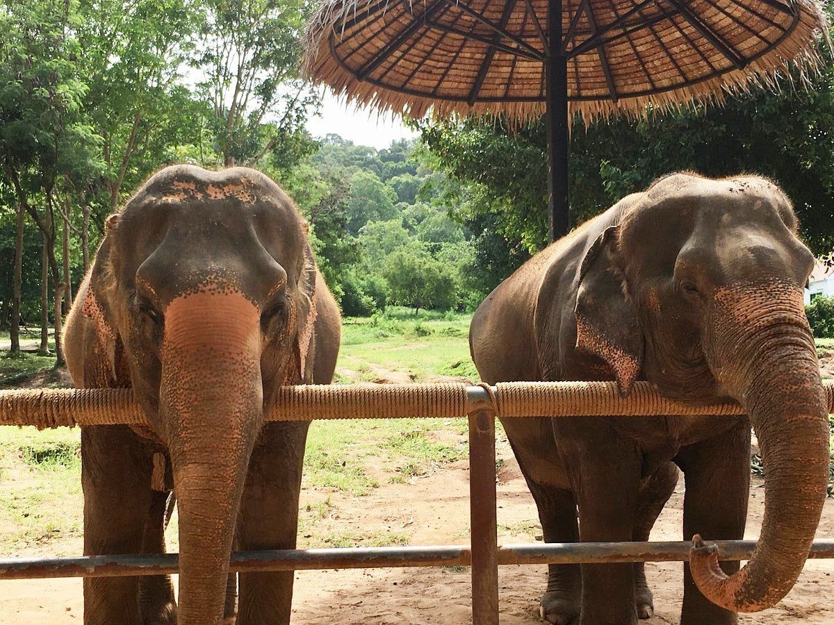 Samui Elephant Sanctuary.jpeg