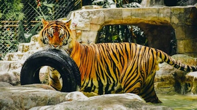 Tiger-kingdom
