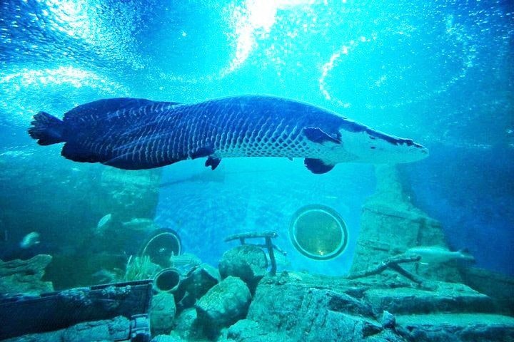 Underwater World Pattaya.jpeg