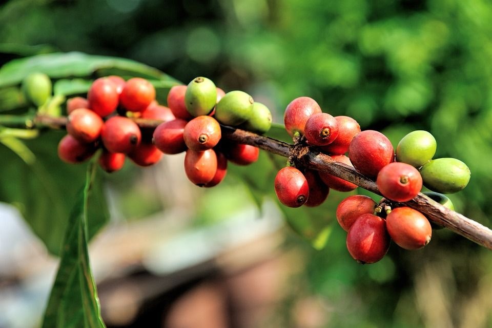 coffee plantation in bali.jpeg