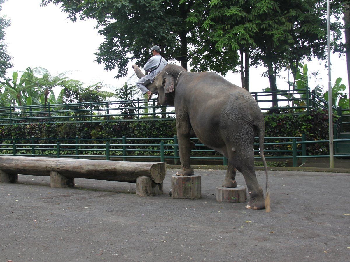 elephant safari park
