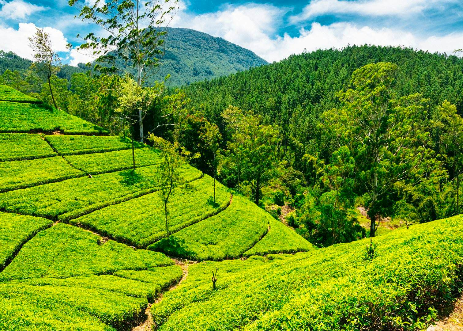 Nature, Adventure, and Flavor: A Scenic Tour of Tea Plantations, Strawberry Farms, Horse Riding, and the Majestic Moon Plains