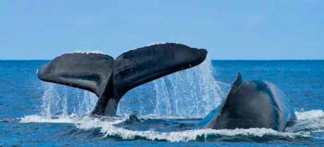 Treat for the eyes and joy for the heart at Kaikoura whale watching tour  - Admissions included