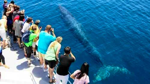 Thrilling eco cruise experience at Hauraki Gulf Marine Park and surrounding