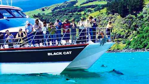 Akaroa harbour nature cruise exposed to majestic scenery and stunning wildlife 