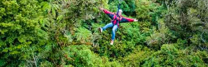 Native Forest Canopy Tour - Soaring through the lush green forests