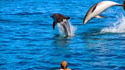 Grand sailing experience at Bay of Islands and exciting dolphin adventure