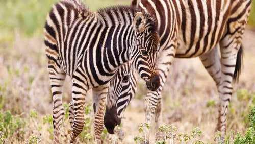 Venturing into an open-range sanctuary and educational centre with wildlife walking tracks at Monarto Zoo - Admissions