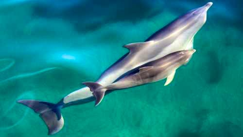 Dolphin Watching Cruise and Swimming Experience