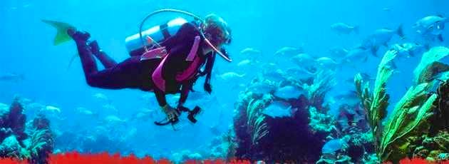 Drive from Coromandel and discovering the art of scuba diving at Hahei under expert's guidance