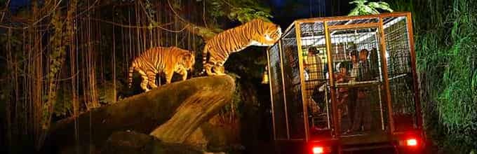 Night Safari with Tram Ride on private basis 