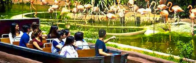 River Safari at Singapore wildlife park - Private