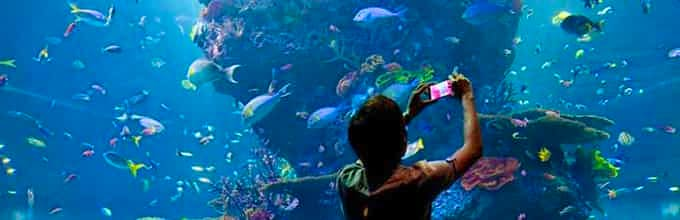 Make good memories at the Maritime Experiential Museum, Marine Life Park and SEA Aquarium