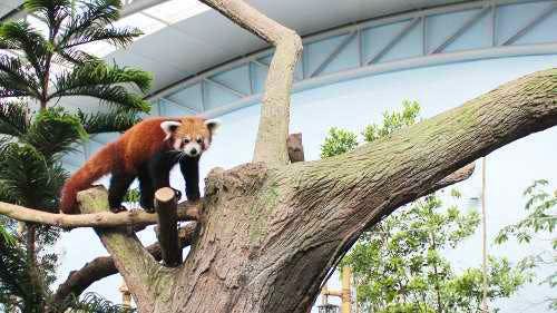 River Safari at river-themed wildlife park to spot endangered and rare marine species