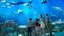 SEA Aquarium at Sentosa - Tickets only 