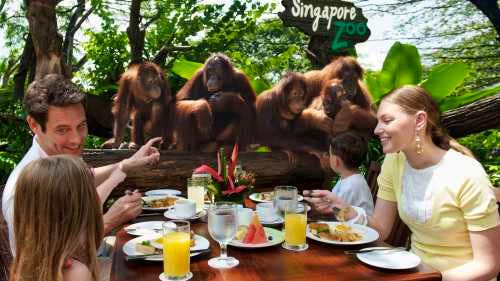  Unforgettable up-close experience with a  family of orangutans at Singapore Zoo