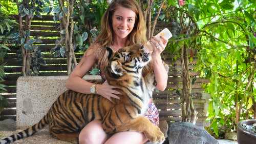 Samui Aquarium & Tiger Zoo Tour amidst the amazing wildlife like sea lions and tigers