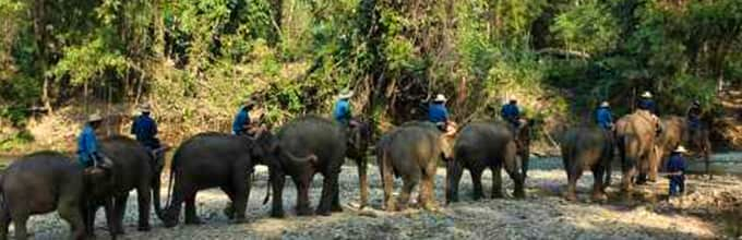 Elephant Jungle Trekking & River Rafting Tour