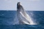 Whale Watching and Canal Cruise from Nerang River
