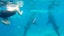 Oslob Whale Shark Encounter & Aguinid Falls Tour