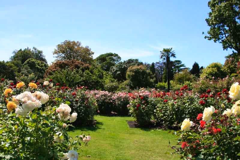 Mona Vale - Gardens and exquisite flower beds