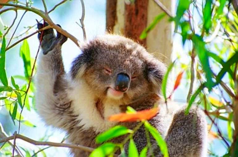 Phillip Island: Penguins, Koalas and Kangaroos Day Tour