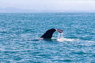 Dolphin Encounter Swimming experience -  Up-close introduction to marine mammals