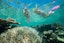 Great Barrier Reef snorkeling cruise from Cairns