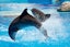 Watch an Incredible Dolphin & Seal Show at the Dubai Dolphinarium ( Regular Tickets ) with Private Transfers [ Operates on Mon, Wed & Fri ]