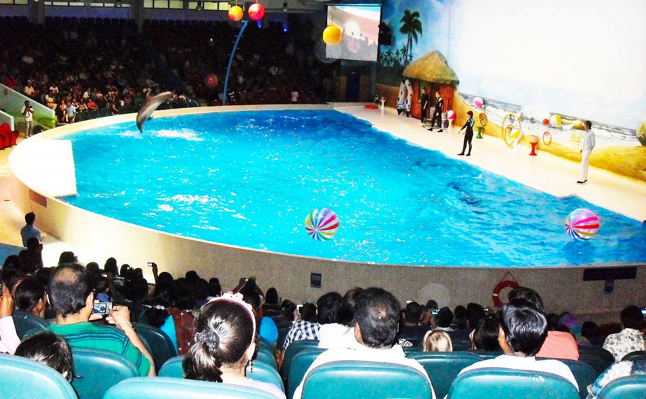 Watch an Incredible Dolphin & Seal Show at the Dubai Dolphinarium