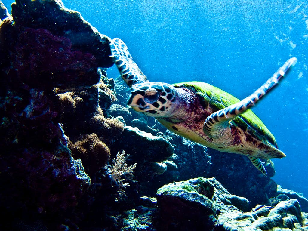 Discovering the underwater art and nuances of scuba diving in Phuket (Pickup from Hotel Area G1 only)