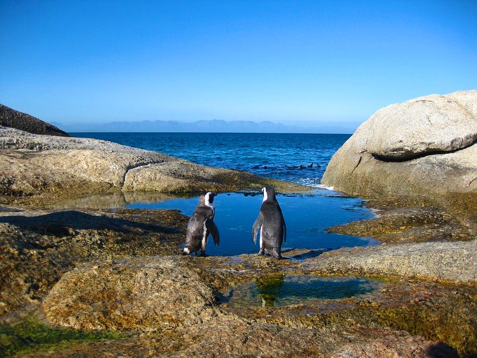 Experience the scenic beauty and natural landscapes during the Cape Peninsula tour from Cape Town