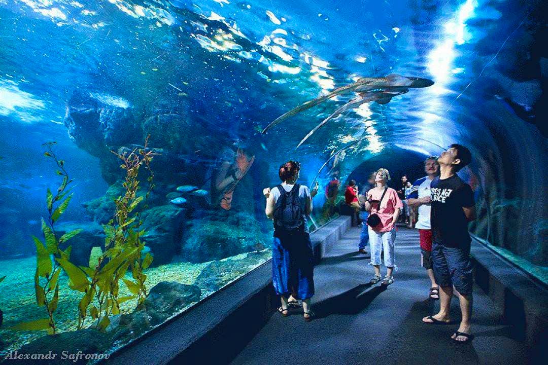 Visit to Siam ocean world and aquarium with ticket & transfer