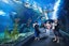 Visit to Siam ocean world and aquarium with ticket & transfer