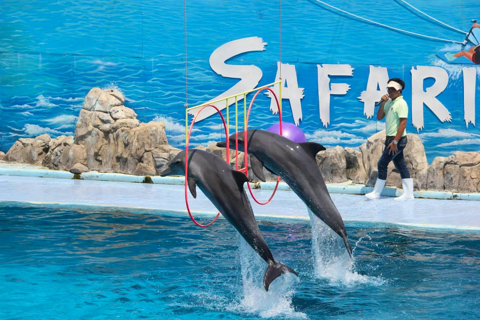 Enjoyable dolphin show with ticket & transfer