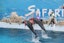 Enjoyable dolphin show with ticket & transfer