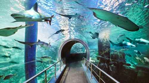 Adventure among the thousands of aquatic animals at Sea Life Melbourne Aquarium