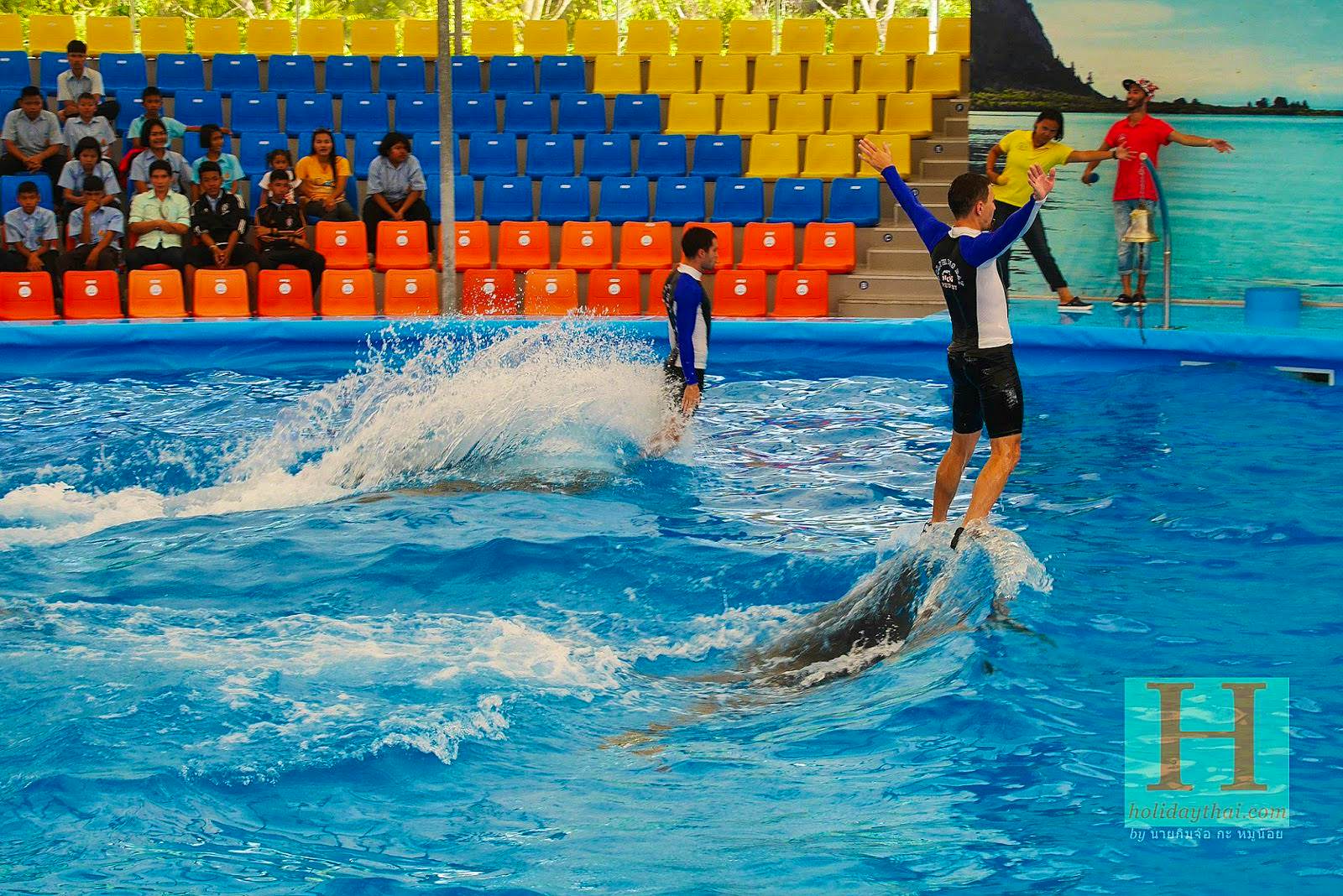 Exciting dolphins bay show at Phuket