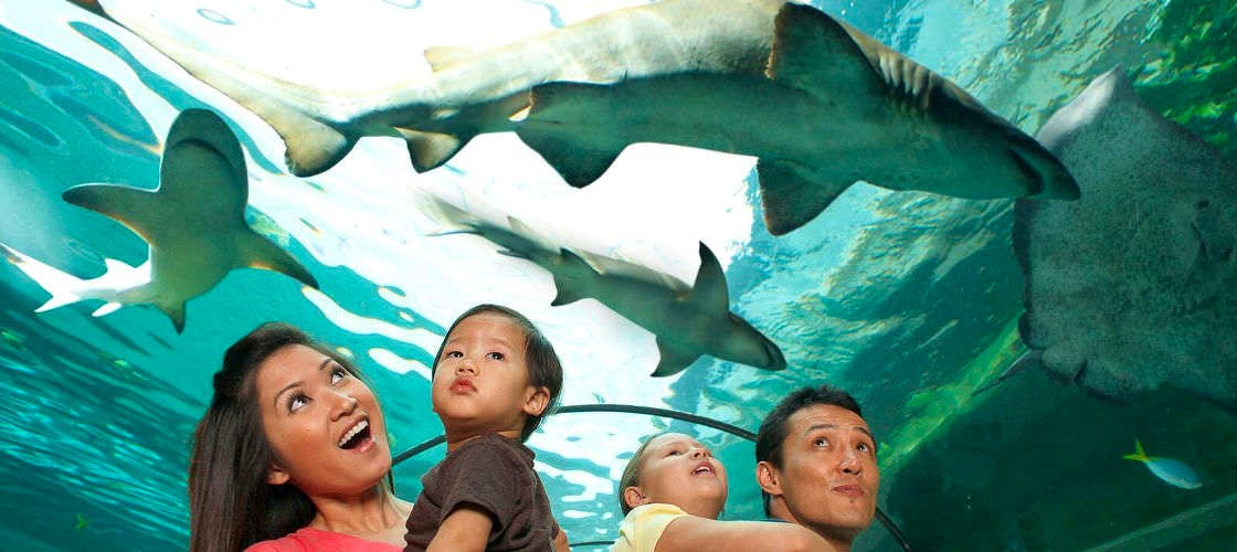 Sea Life Sydney Aquarium Tickets