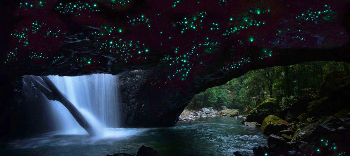 Gold Coast glow worm tour exposed to the ever beautiful glow worms and other natural works