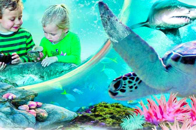 Sydney Attractions Pass: Sea Life Aquarium, Sydney Tower Eye, Wild Life Zoo and Madame Tussauds
