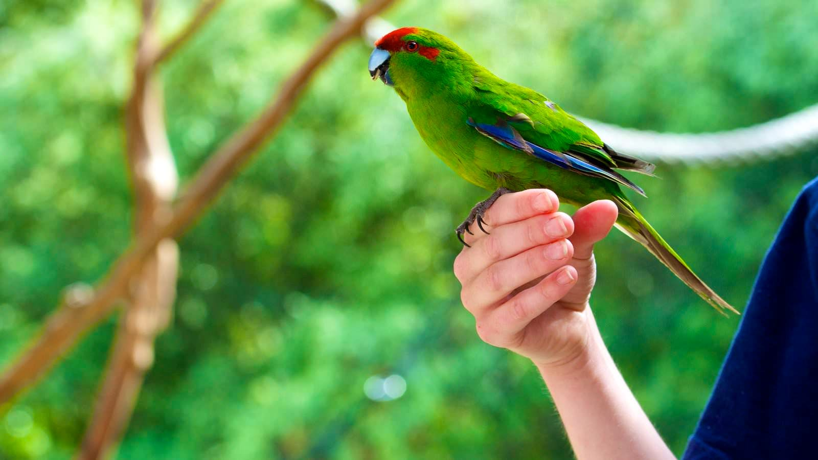 Kiwi Birdlife Park 