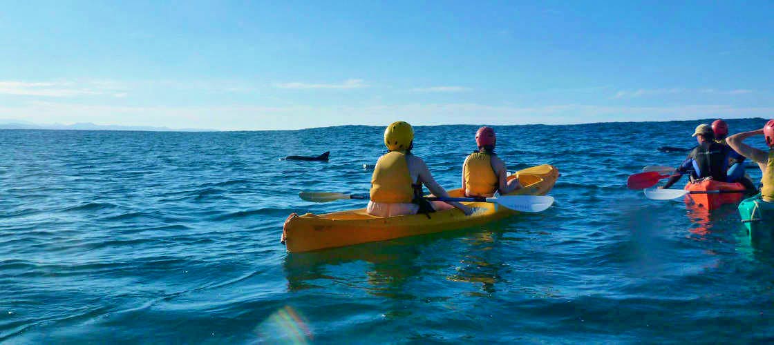 Byron Bay Dolphin Kayaking Tour